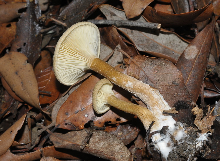Clitocybe squamulosa ?